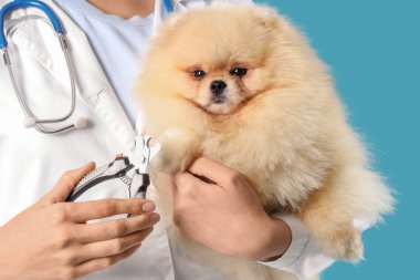 Pomeranian köpeği ve mavi arka planda pençeleri olan kadın veteriner.