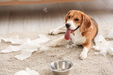 Yaramaz Beagle köpek yırtık tuvalet kağıdı rulosu ve devrilmiş bir kase suyla dağınık oturma odasında yerde yatıyor.