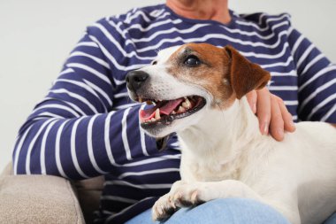 Sevimli Jack Russell teriyeri olan olgun bir adam evdeki koltukta oturuyor, yakın plan.