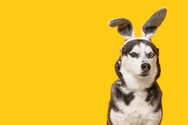 Sarı arka planda tavşan kulaklı sevimli Husky köpeği. Paskalya kutlaması