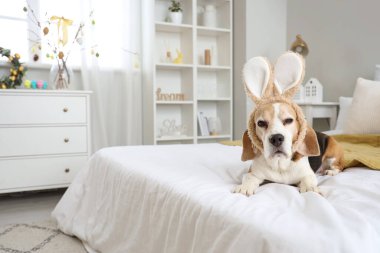Paskalya Günü yatak odasında tavşan kulaklı sevimli Beagle köpeği