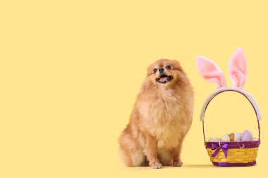 Sarı arka planda Paskalya yumurtaları olan şirin Pomeranya köpeği.