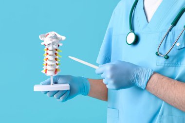 Erkek doktor mavi arka planda omurga modeliyle omurilik anatomisi gösteriyor.