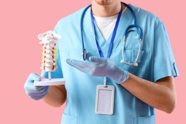 Erkek doktor pembe arka planda omurga modeli gösteriyor.