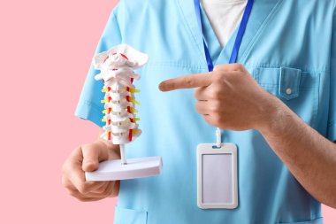 Erkek doktor pembe arka planda omurga modelini gösteriyor.