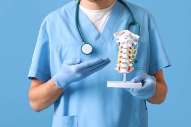 Erkek doktor, mavi arka planda omurga modeli gösteriyor.