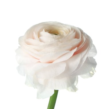 Beyaz arka plan üzerinde güzel Düğünçiçeği çiçek