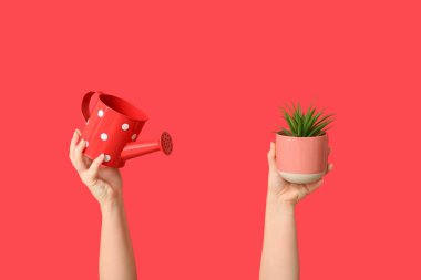 Kırmızı arka planda sulama kutusu ve saksı bitkisi olan kadın eller, yakın plan.