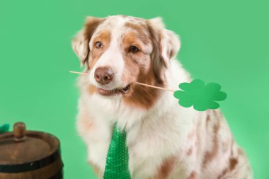 Yeşil arka planda kağıt yoncalı Avustralya çoban köpeği, yakın plan. Aziz Patrick Günü kutlaması