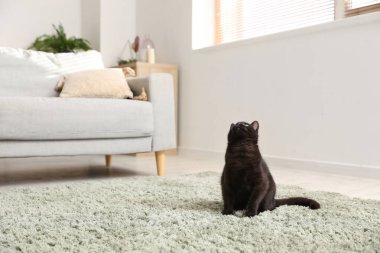 Oturma odasında halının üzerinde oturan sevimli siyah kedi.