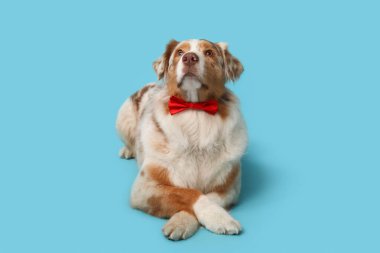 Mavi arka planda papyonlu sevimli Avustralya çoban köpeği