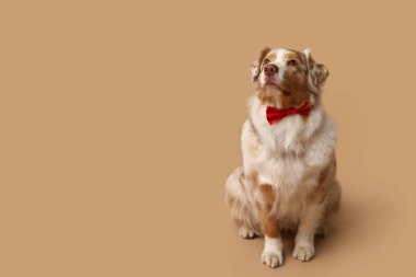 Bej arka planda papyonlu sevimli bir Avustralya çoban köpeği.