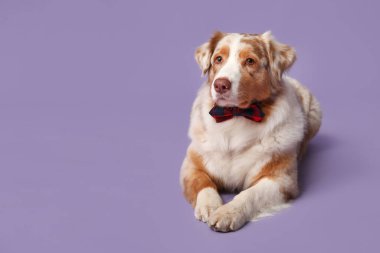 Mor arka planda papyonlu şirin Avustralyalı çoban köpeği