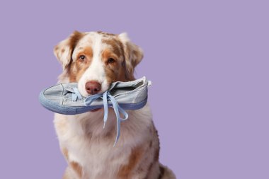 Şirin Avustralyalı çoban köpeği mor arka planda spor ayakkabı tutuyor.