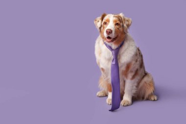 Mor arka planda kravatı olan sevimli bir Avustralya çoban köpeği.