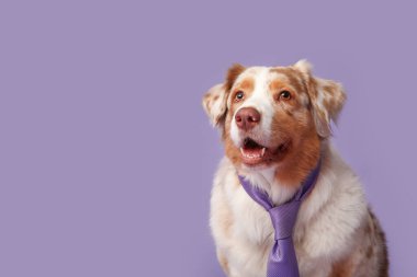 Mor arka planda kravatı olan sevimli bir Avustralya çoban köpeği.