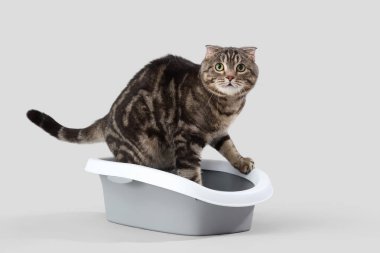 Gri arka plandaki çöp kutusunda sevimli bir kedi.