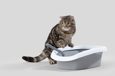 Gri arka planda kumluk kutusu olan sevimli bir kedi.