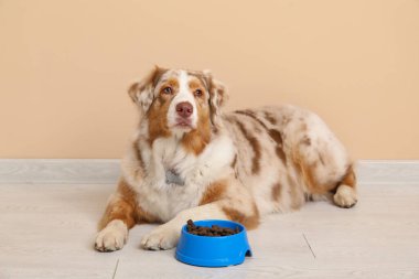 Yumuşak Avustralya çoban köpeği bej duvarın yanında kuru yiyeceklerle yatıyor.
