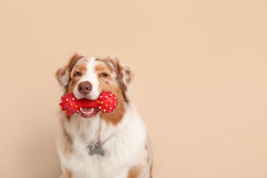 Oyuncak bej duvarın yanında oturan sevimli Avustralya çoban köpeği.