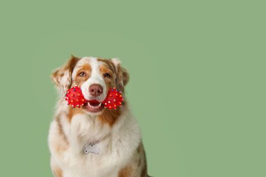 Yeşil duvarın yanında oturan sevimli tüylü Avustralya çoban köpeği.