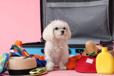 Sevimli Bolonez köpeği pembe arka planda giysileriyle bavulun yanında oturuyor.
