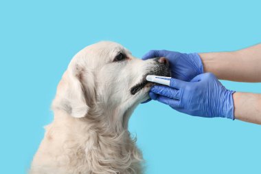 Tıbbi eldivenli kadın elleri mavi arka planda beyaz Labrador köpek dişlerini fırçalıyor.