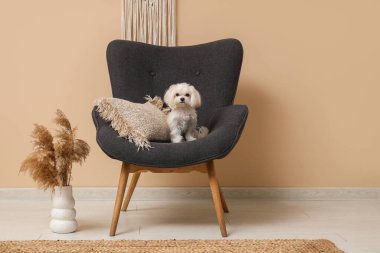 Oturma odasındaki koltukta sevimli Maltese köpeği.