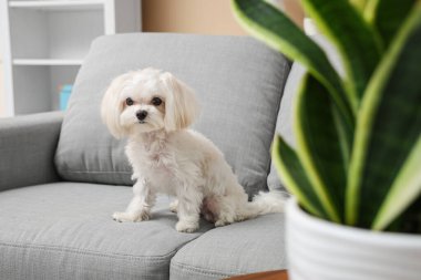 Evdeki kanepede tatlı bir Malta köpeği.