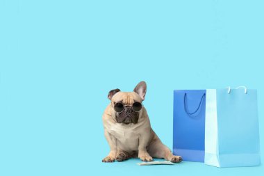 Güneş gözlüklü ve paralı şirin Fransız bulldog 'u mavi arka planda alışveriş torbalarının yanında oturuyor.