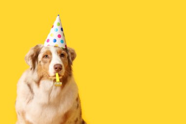 Sarı arka planda doğum gününü ıslıkla kutlayan parti şapkalı şirin Avustralya çoban köpeği.