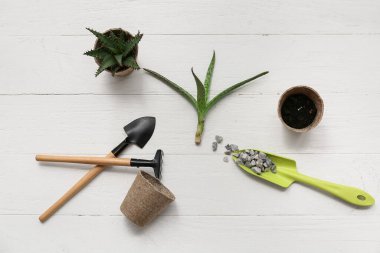 Beyaz ahşap arka planda aloe vera nakli. Üst görünüm