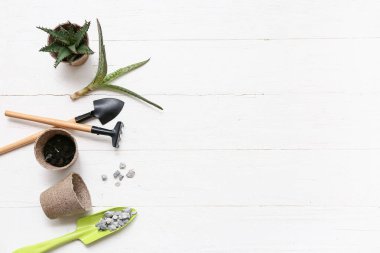 Beyaz ahşap arka planda aloe vera nakli. Üst görünüm