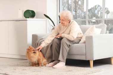 Pomeranya köpekli yaşlı kadın evdeki kanepede oturuyor.