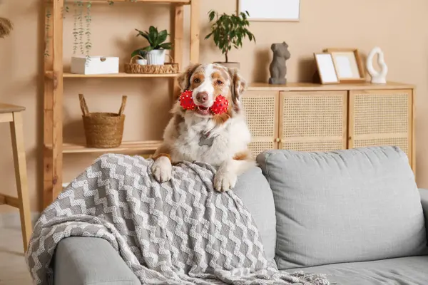 Yumuşak Avustralyalı çoban köpeği, oturma odasında gri kanepenin yanında oyuncak.