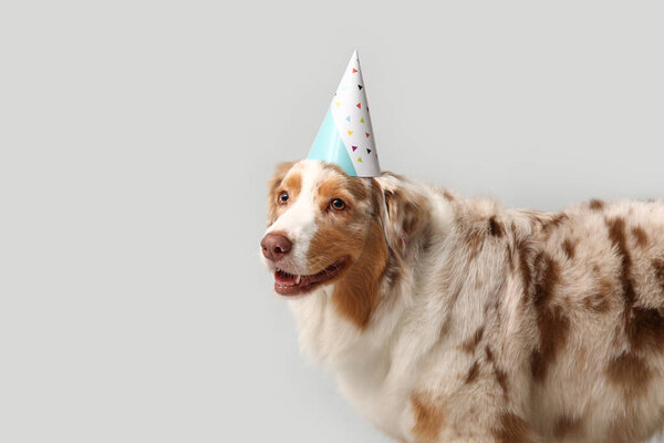 Cute Australian Shepherd dog in party hat on grey background