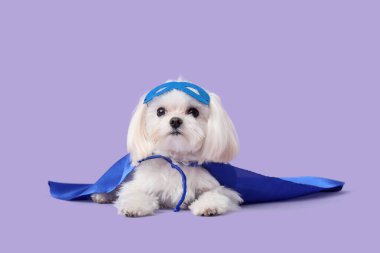 Eflatun arka planda yatan süper kahraman kostümlü şirin küçük köpek.