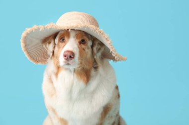 Mavi arka planda şapkalı şirin Avustralya çoban köpeği. Turizm konsepti