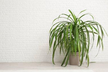 Beyaz tuğlalarla kaplı zeminde bir ev.