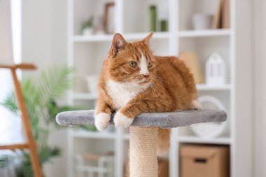 Evdeki tırmalama direğine uzanmış sevimli kırmızı kedi, yakın plan.