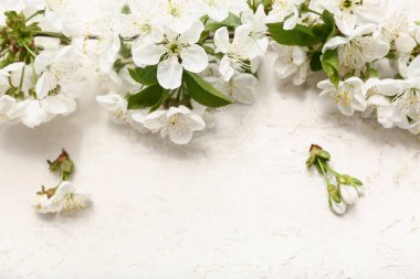 Beyaz arkaplanda çiçek açan güzel bir dal