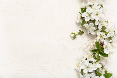 Beyaz arkaplanda çiçek açan güzel bir dal