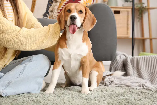 Genç bir kadın oturma odasında yerde köpeğini okşuyor.