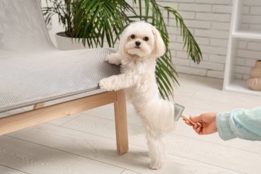 Evde güzel köpeğini fırçalayan bir kadın.