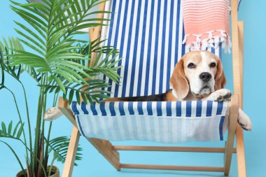Sevimli Beagle köpeği güverte sandalyesinde uzanıyor. Havluyla ve mavi arka planda bitki var.