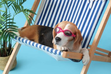 Sevimli Beagle köpeği, mavi arka planda, bitkinin yanında, gözlüklü güverte sandalyesinde uzanıyor.