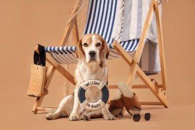 Güverte sandalyesinin yanında oturan sevimli Beagle köpeği. Bej arka planda hatıra olarak can simidi ve plaj aksesuarları var.
