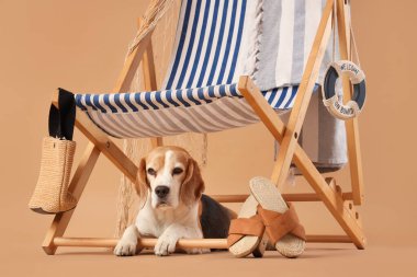 Sevimli Beagle köpeği bej arka planda plaj aksesuarlarıyla güverte sandalyesinin altında yatıyor.