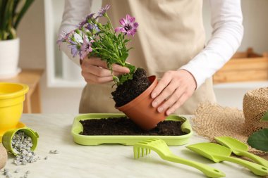 Bayan bahçıvan ışık masasında saksı dikmiş.