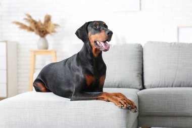 Evdeki kanepede yatan sevimli Dobermann köpeği.